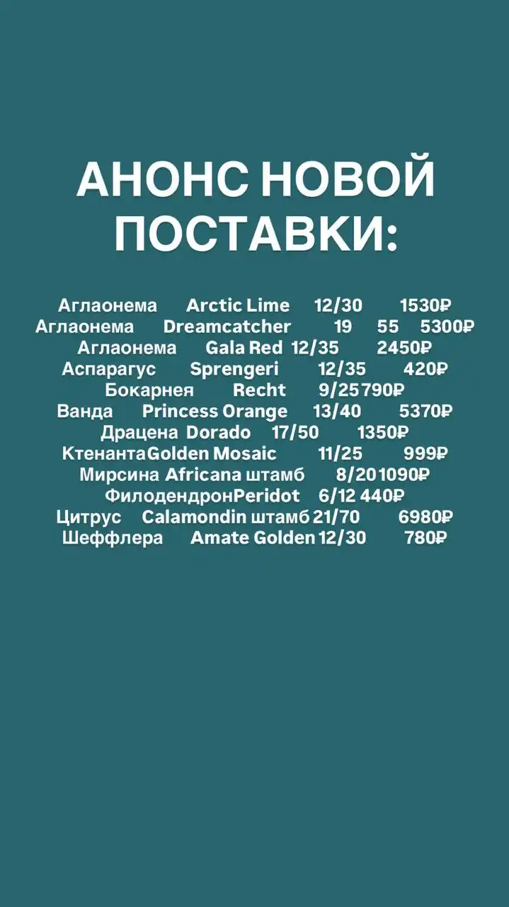 Анонс новой поставки растений - Растения (Хобби и отдых) в Ростов-на-Дону