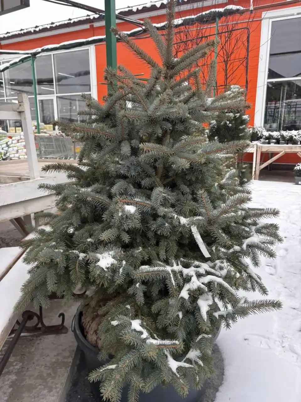 Скидка на уличные растения - Цветы в Ростов-на-Дону