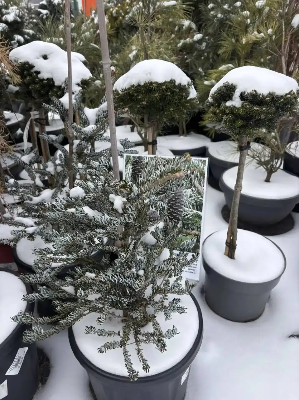 Скидка на уличные растения - Растения (Хобби и отдых) в Ростов-на-Дону