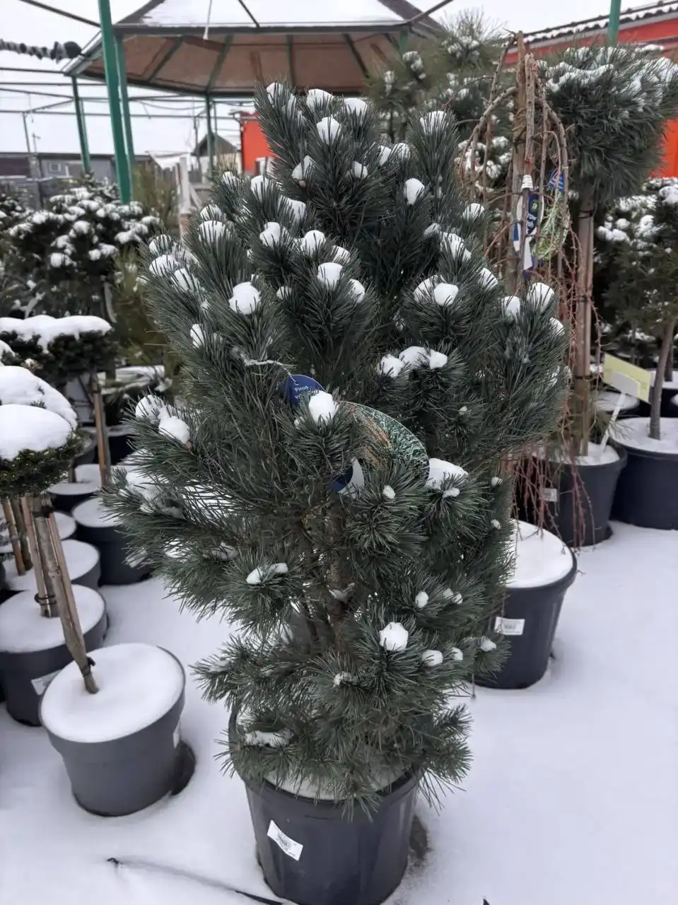 Скидка на уличные растения - Растения (Хобби и отдых) в Ростов-на-Дону