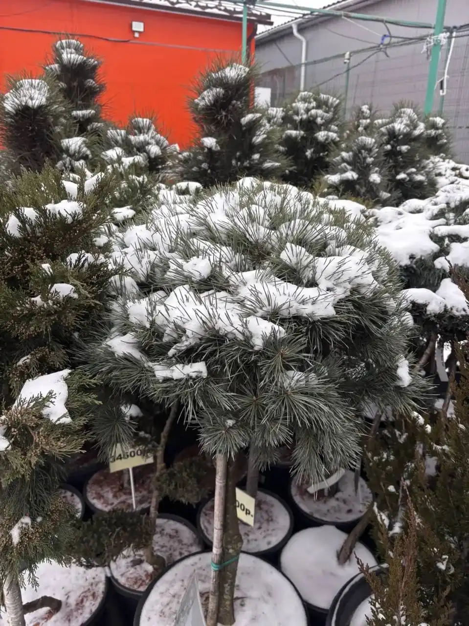 Скидка на уличные растения - Растения (Хобби и отдых) в Ростов-на-Дону