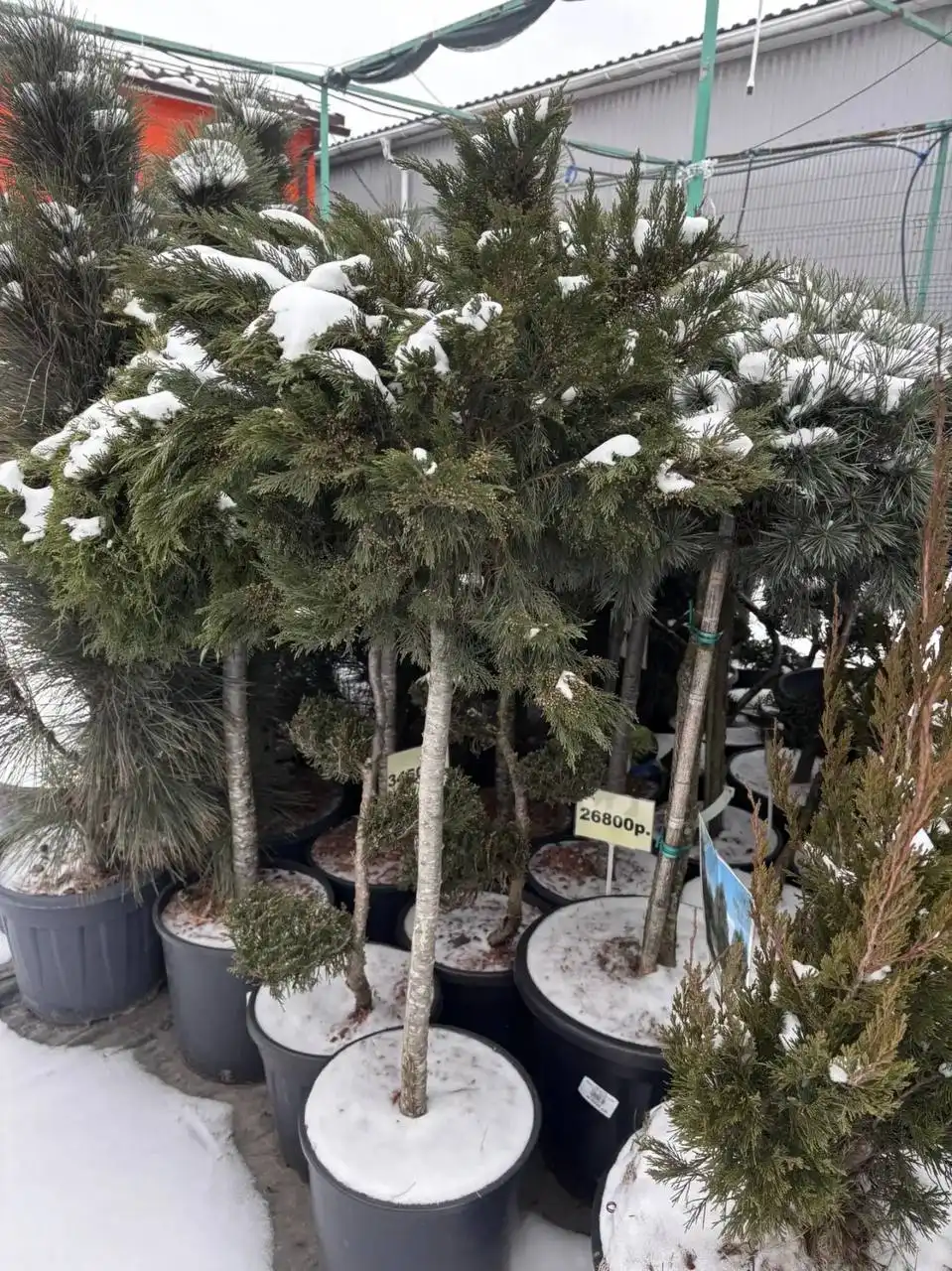 Скидка на уличные растения - Растения (Хобби и отдых) в Ростов-на-Дону