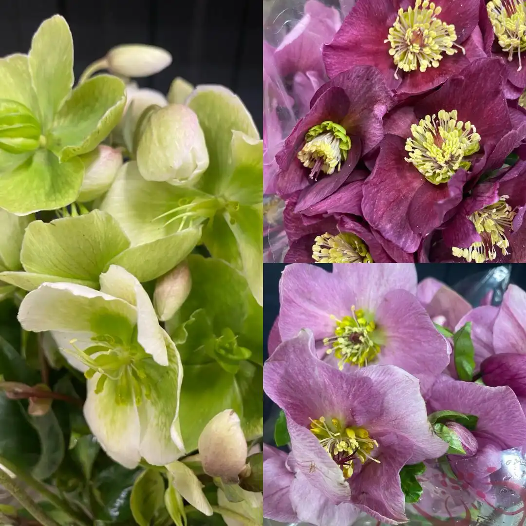 Скидка на комнатные растения Морозник - Комнатные растения в Ростов-на-Дону