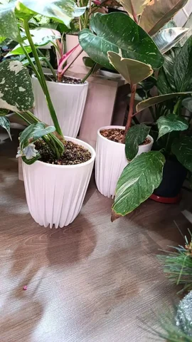 Продажа комнатных и уличных растений в Ростове-на-Дону - Тепловизионная техника в Ростов-на-Дону