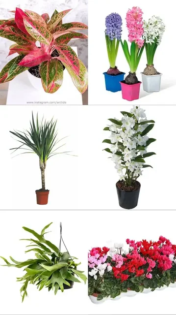 Поставка комнатных и уличных растений - Тепловизионная техника в Ростов-на-Дону