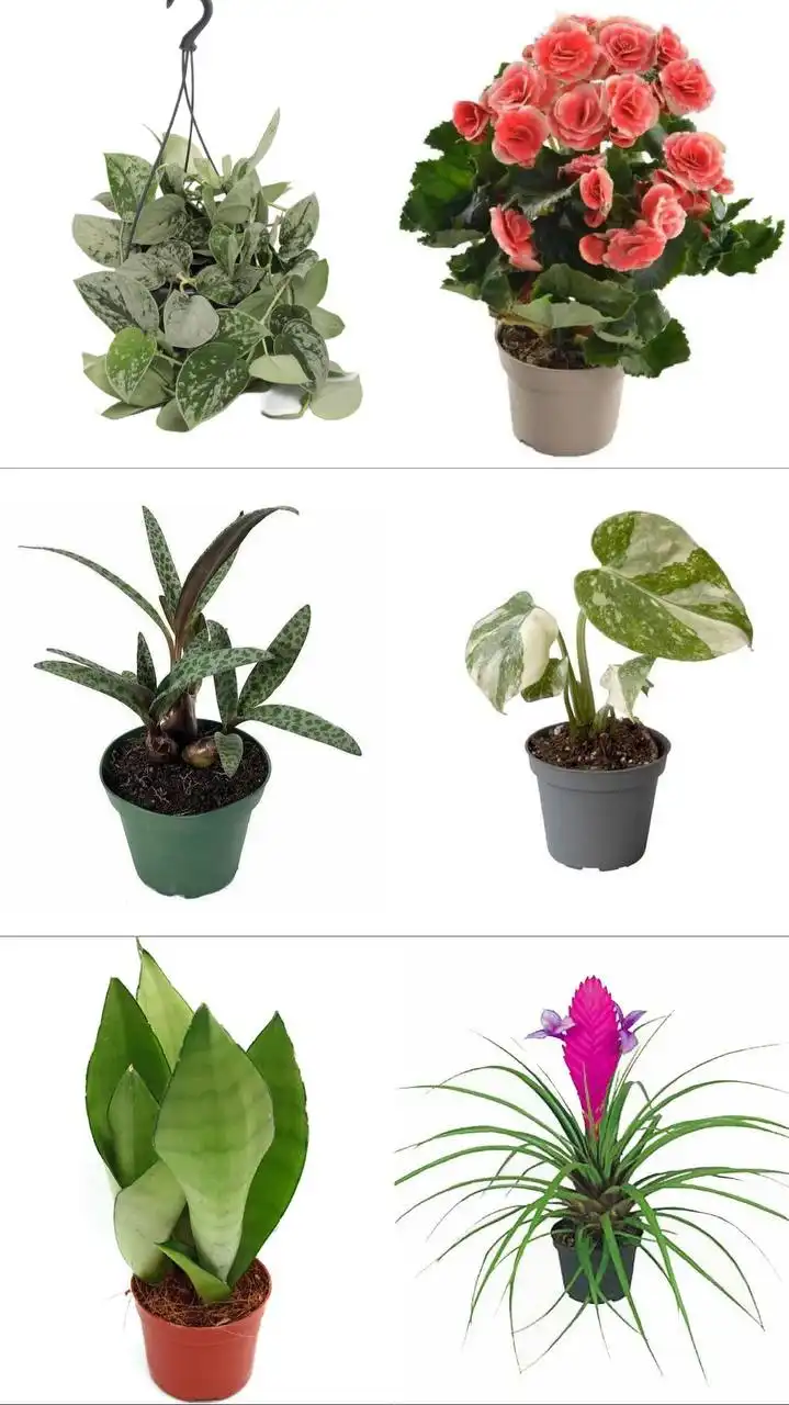 Поставка комнатных и уличных растений - Растения (Хобби и отдых) в Ростов-на-Дону