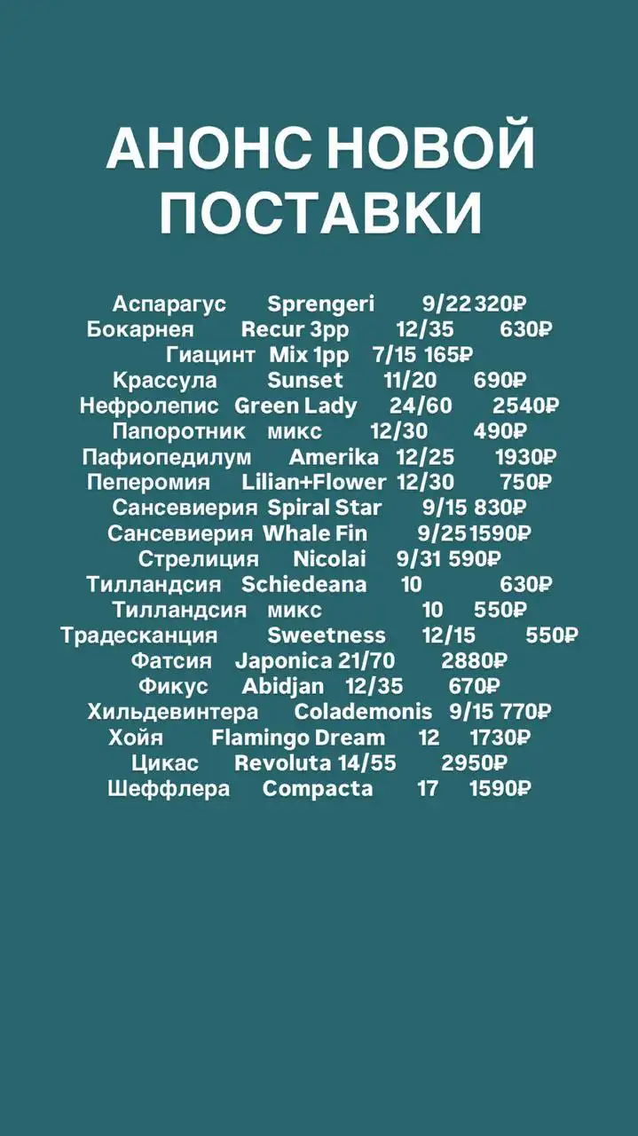 Поставка комнатных и уличных растений - Растения (Хобби и отдых) в Ростов-на-Дону