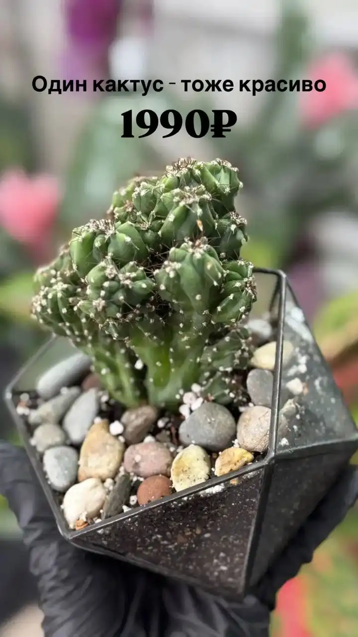 Подборка новинок с кактусами и суккулентами - Тепловизионная техника в Ростов-на-Дону