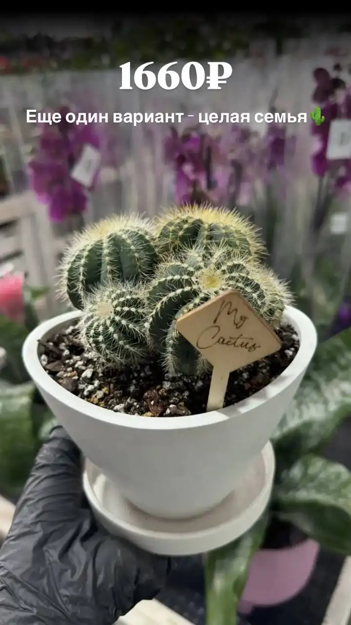 Подборка новинок с кактусами и суккулентами - Растения (Хобби и отдых) в Ростов-на-Дону