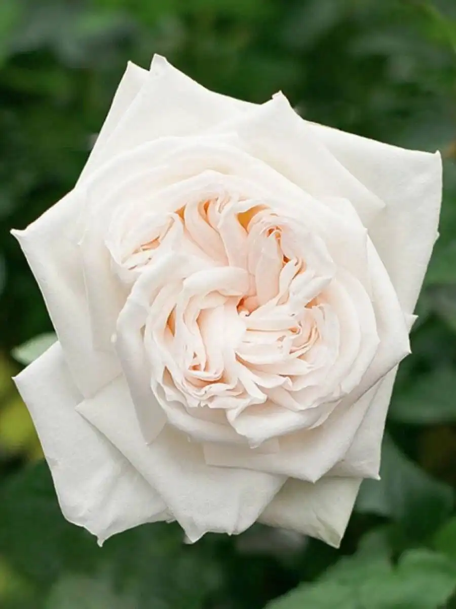 Поставка роз в каперсах - Хобби и отдых в Ростов-на-Дону