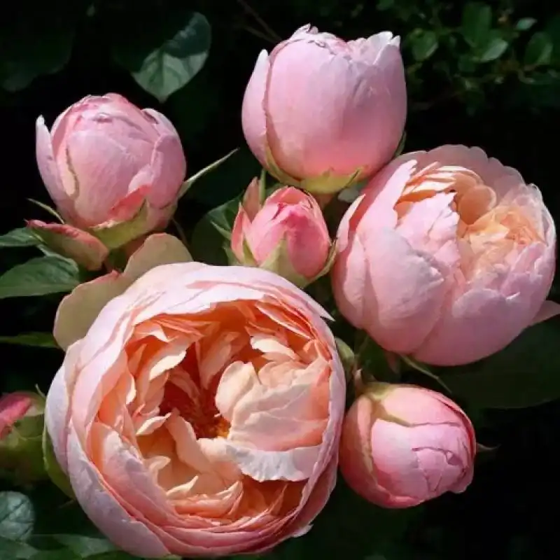 Поставка роз в каперсах - Хобби и отдых в Ростов-на-Дону