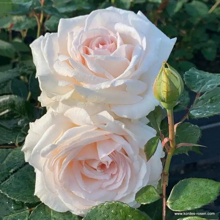 Поставка роз в каперсах - Хобби и отдых в Ростов-на-Дону