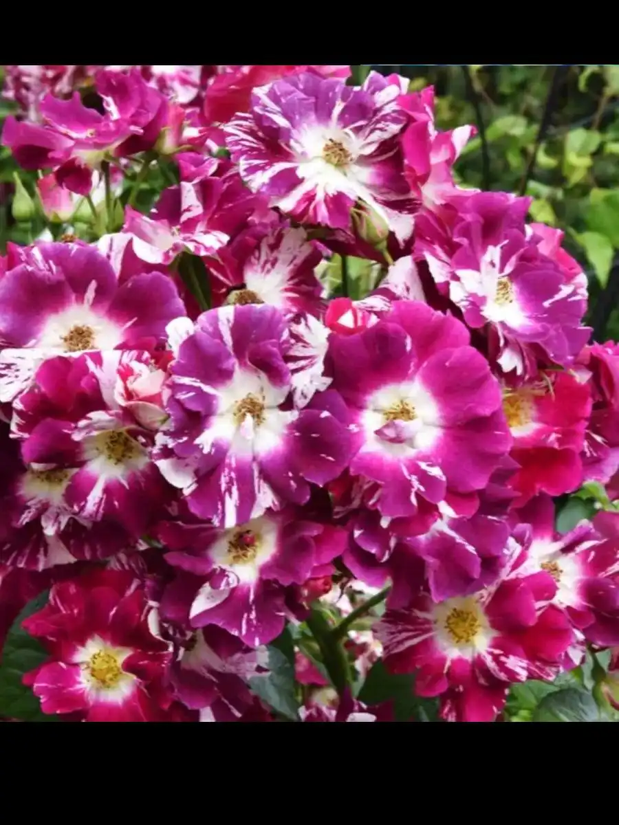 Поставка роз в каперсах - Хобби и отдых в Ростов-на-Дону