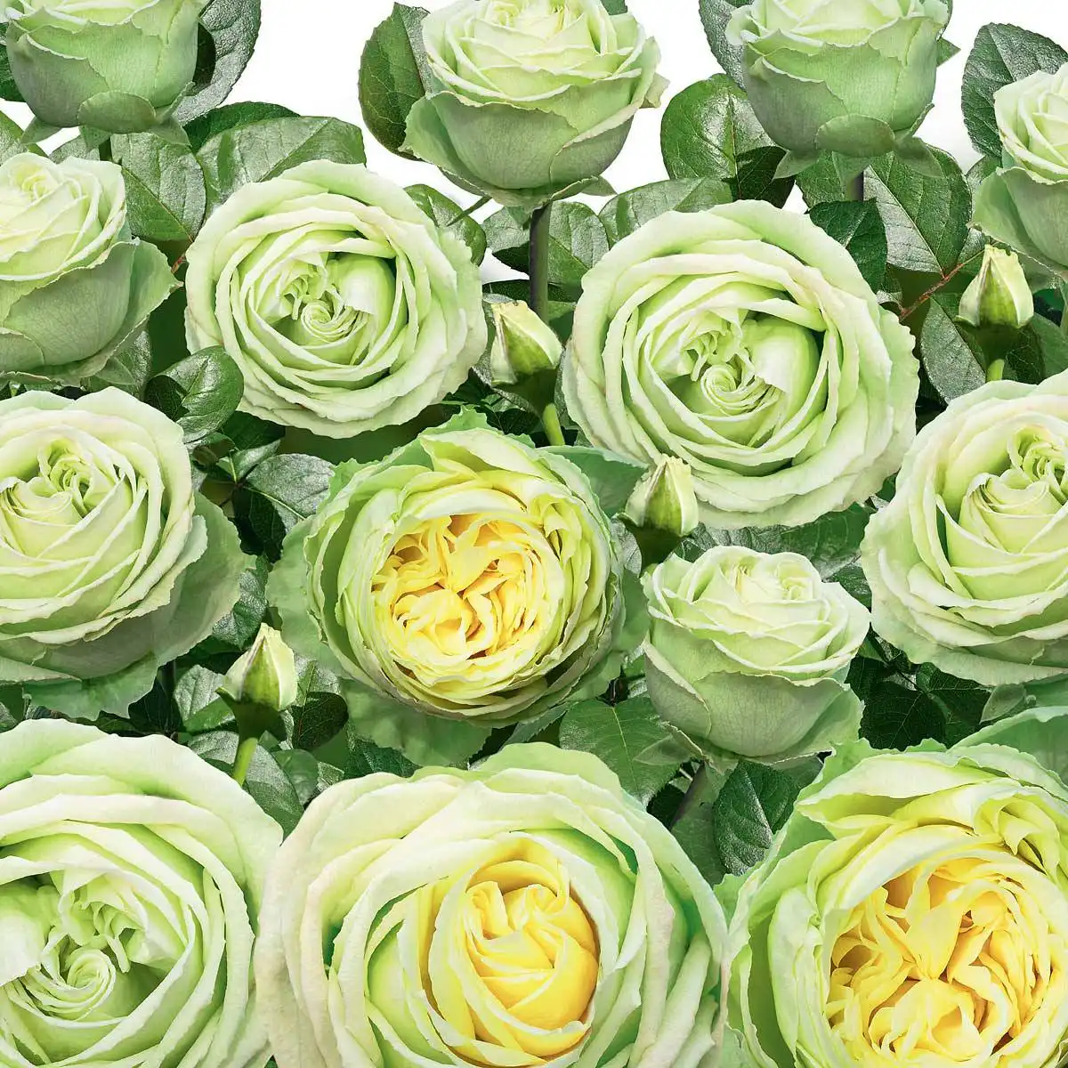 Поставка роз в каперсах - Хобби и отдых в Ростов-на-Дону