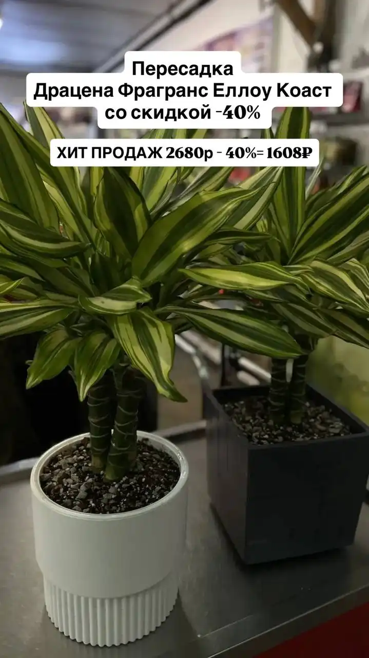 Скидки на искусственные цветы и растения - Растения (Для дома и дачи) в Ростов-на-Дону