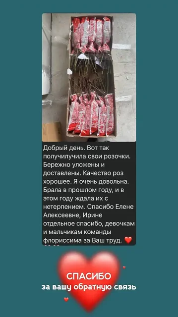 Розы и комнатные растения во Флориссима - Игрушки в Ростов-на-Дону