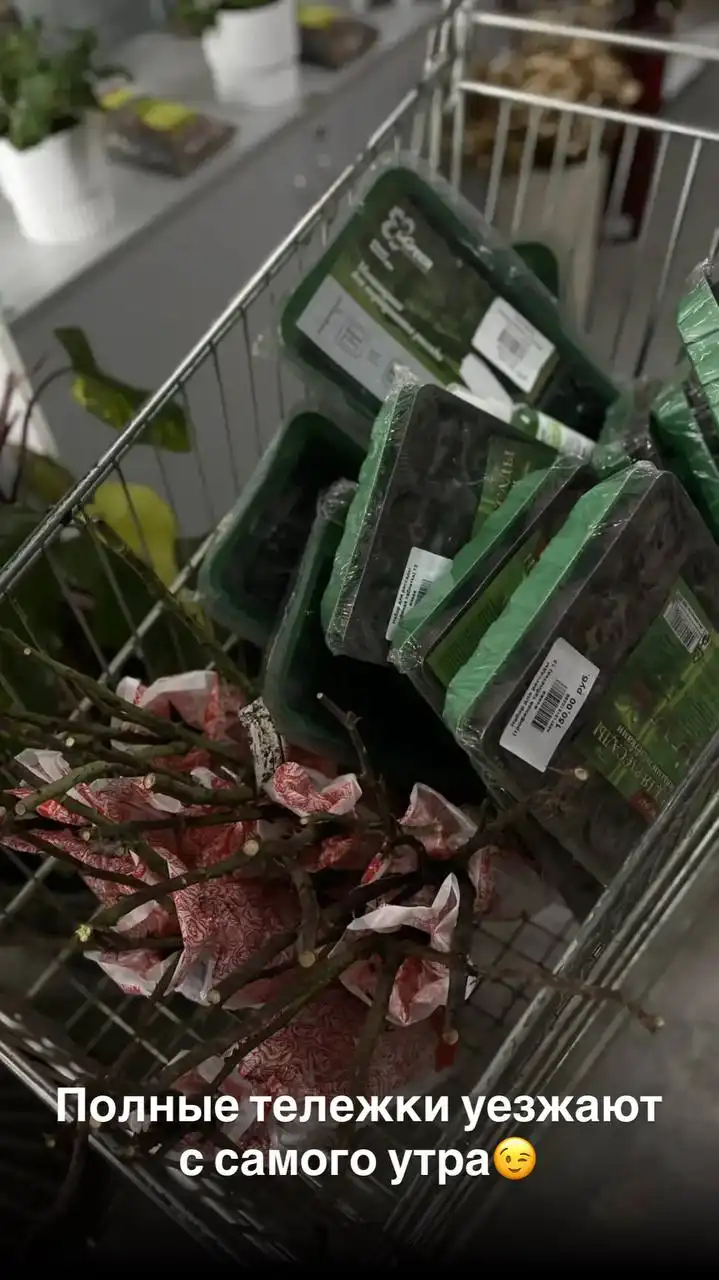 Комнатные и уличные растения в Ростове-на-Дону - Игрушки в Ростов-на-Дону