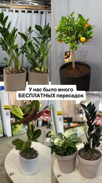 Растения и горшки серии «Сигма» - Для дома и дачи в Ростов-на-Дону