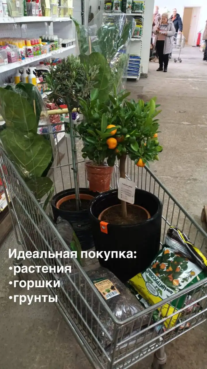 Растения и горшки серии «Сигма» - Растения (Для дома и дачи) в Ростов-на-Дону