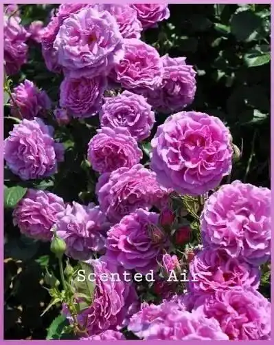 Продажа роз различных сортов - Швейное оборудование в Волгоград