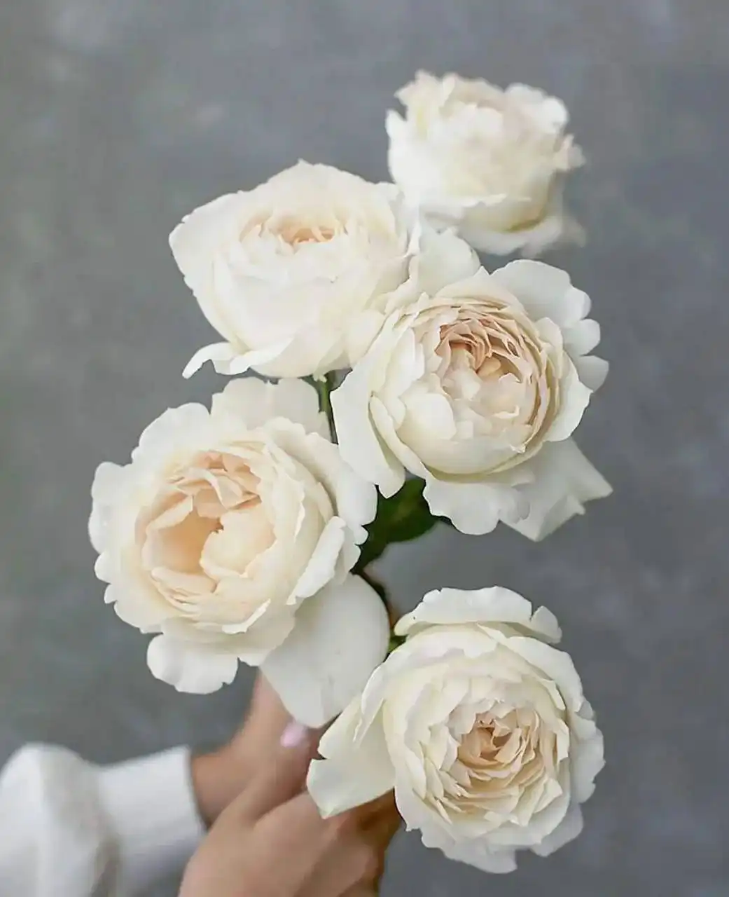 Продажа роз различных сортов - Растения (Хобби и отдых) в Волгоград