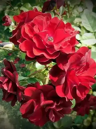 Продажа роз различных сортов - Растения (Хобби и отдых) в Волгоград