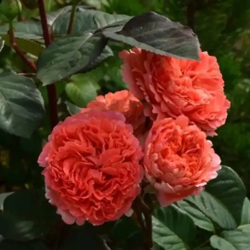 Продажа роз различных сортов - Растения (Хобби и отдых) в Волгоград