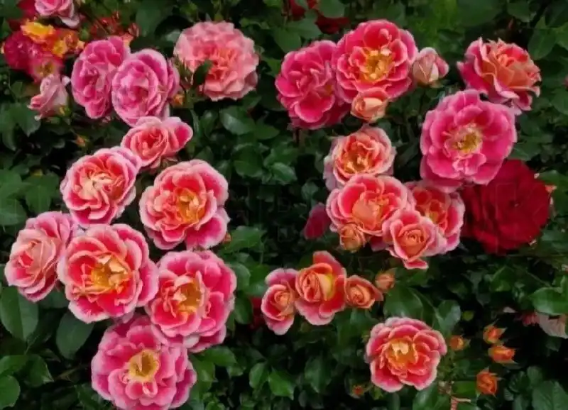 Продажа роз различных сортов - Растения (Хобби и отдых) в Волгоград