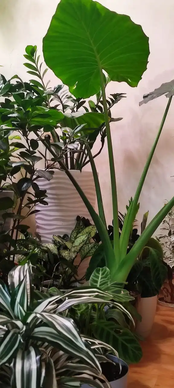 Цветы и растения от Флорисима - Растения (Хобби и отдых) в Ростов-на-Дону