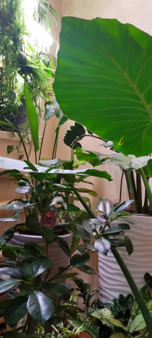 Цветы и растения от Флорисима - Растения (Хобби и отдых) в Ростов-на-Дону