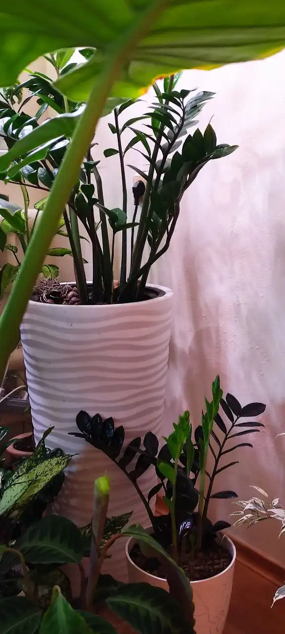 Цветы и растения от Флорисима - Растения (Хобби и отдых) в Ростов-на-Дону