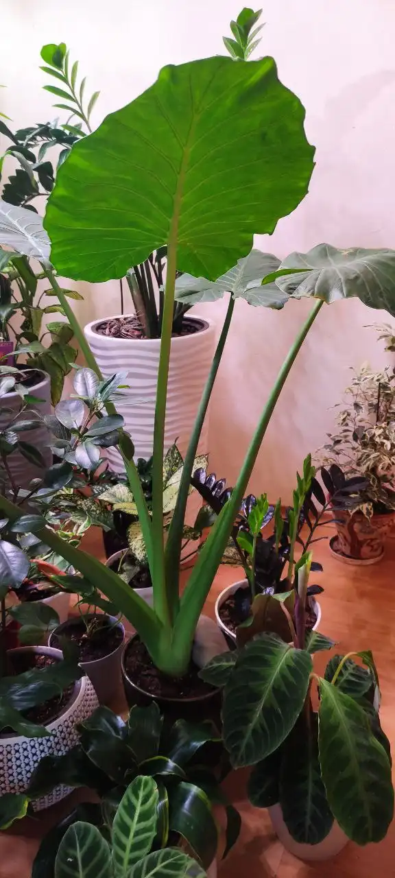 Цветы и растения от Флорисима - Растения (Хобби и отдых) в Ростов-на-Дону