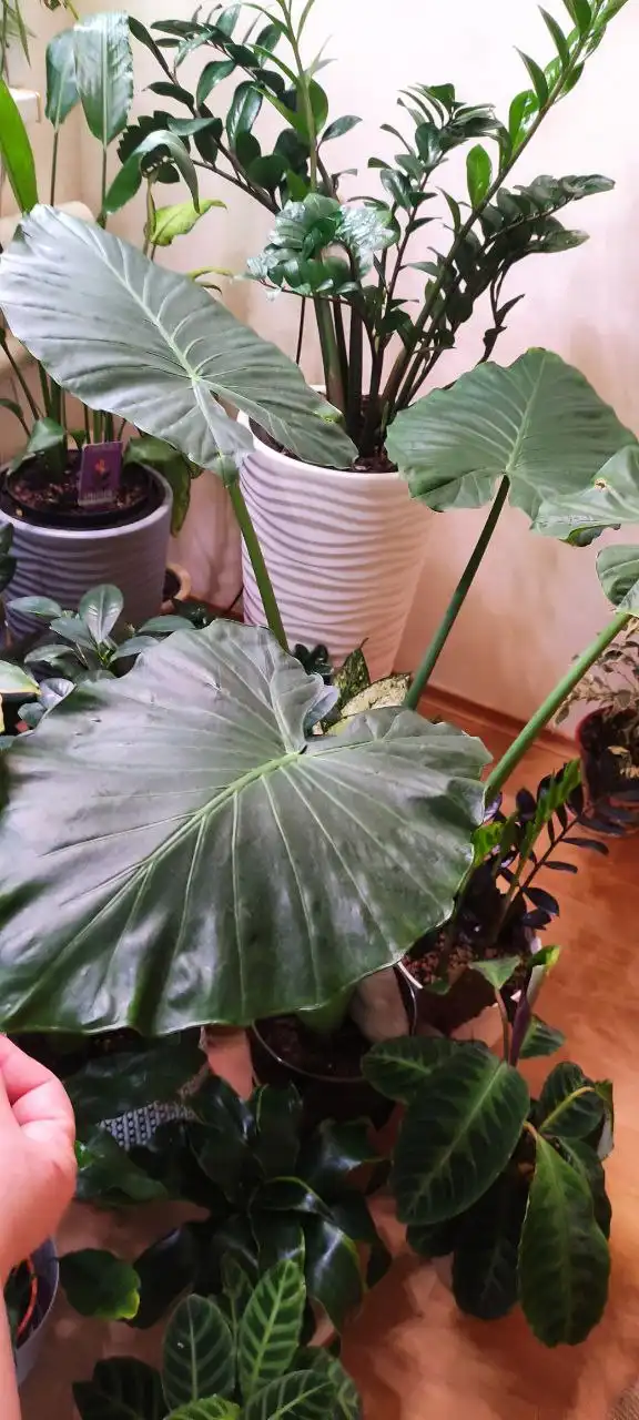 Цветы и растения от Флорисима - Растения (Хобби и отдых) в Ростов-на-Дону