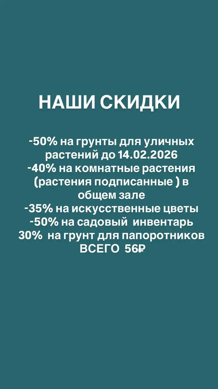Комнатные и уличные растения в Ростове-на-Дону - Хобби и отдых в Ростов-на-Дону