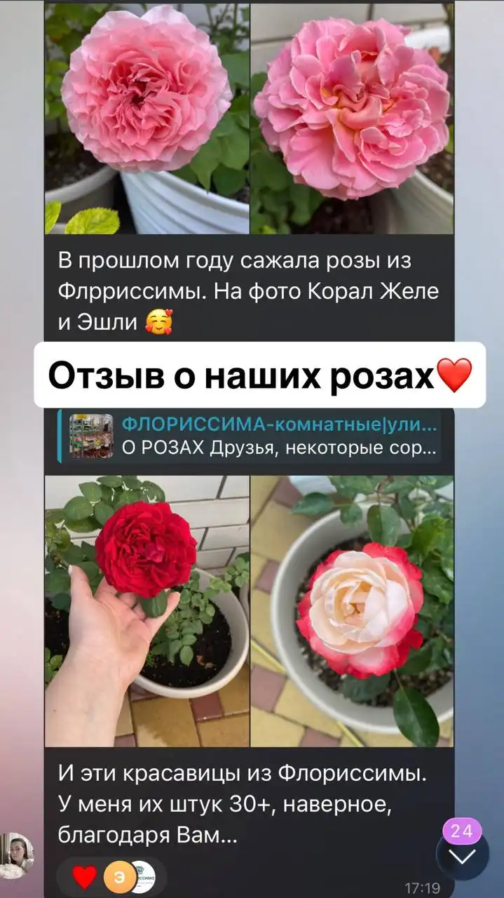 Блиц-обзор роз с ограниченным количеством сортов - Хобби и отдых в Ростов-на-Дону