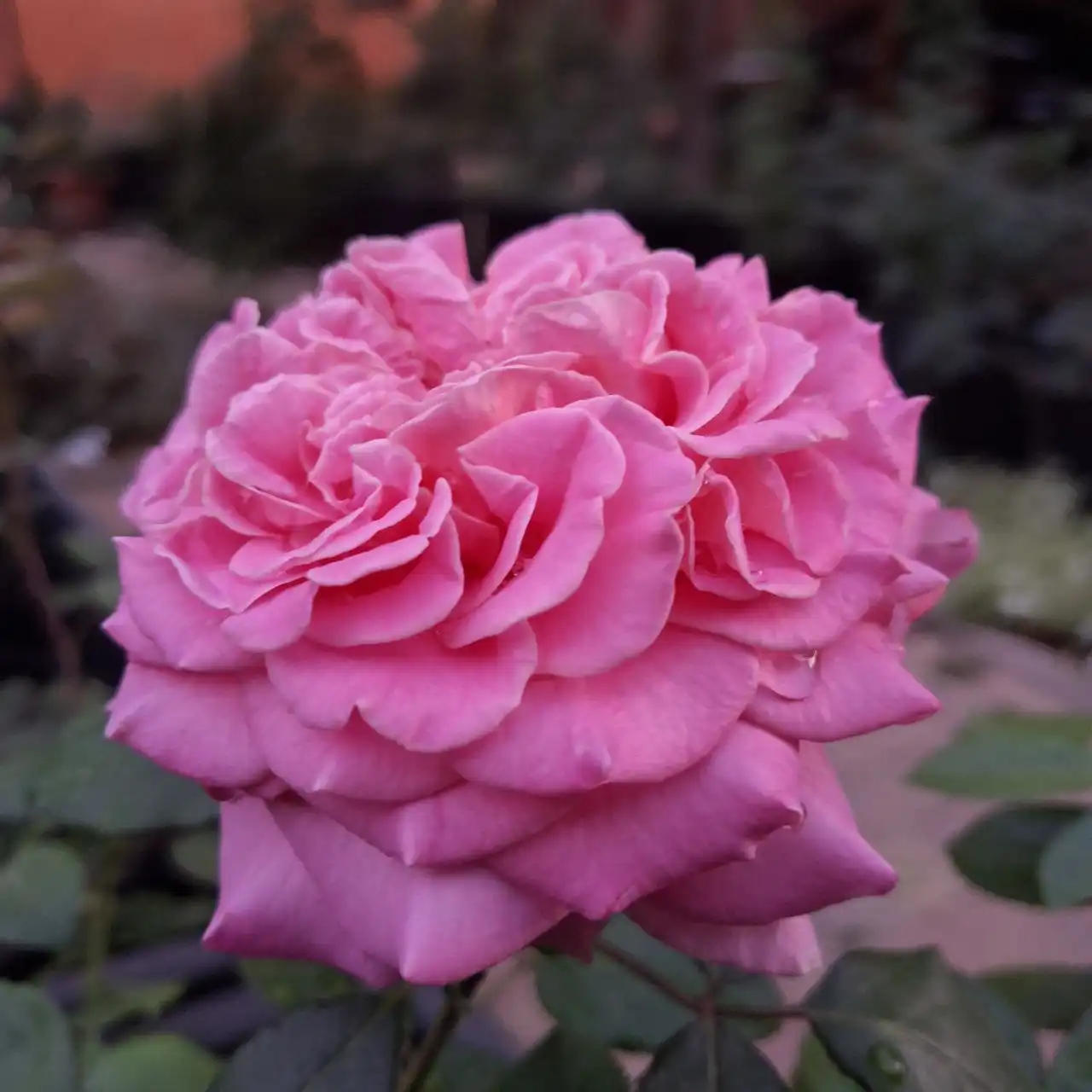 Розы сорта Эшли от Тантау - Садоводство (Хобби и отдых) в Ростов-на-Дону