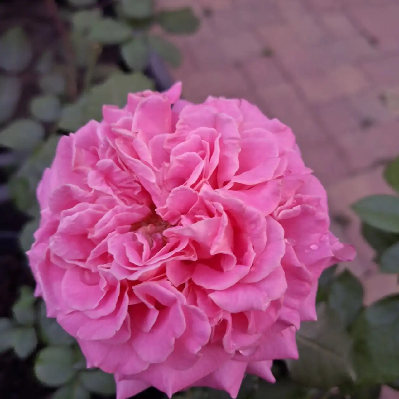 Розы сорта Эшли от Тантау - Садоводство (Хобби и отдых) в Ростов-на-Дону