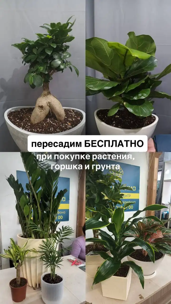 Продажа комнатных и уличных растений во Флориссима - Игрушки в Ростов-на-Дону