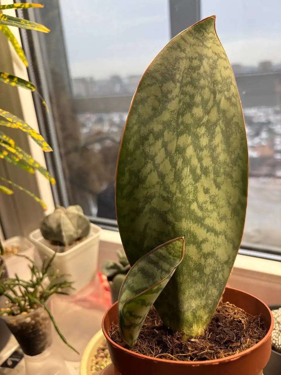 Продажа растения массониана - Комнатные растения (Хобби и отдых) в Ростов-на-Дону