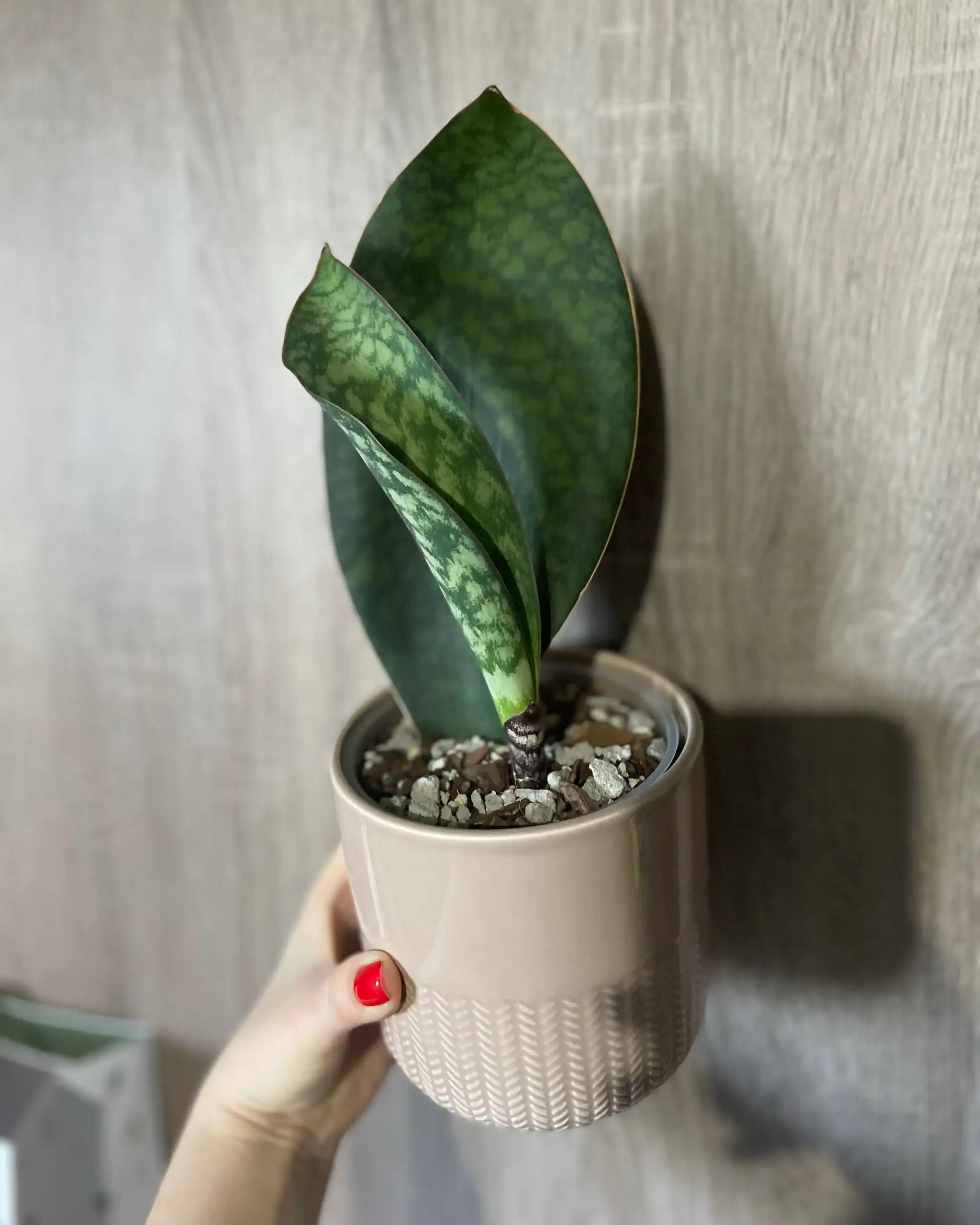 Комнатные и уличные растения - Растения (Хобби и отдых) в Ростов-на-Дону