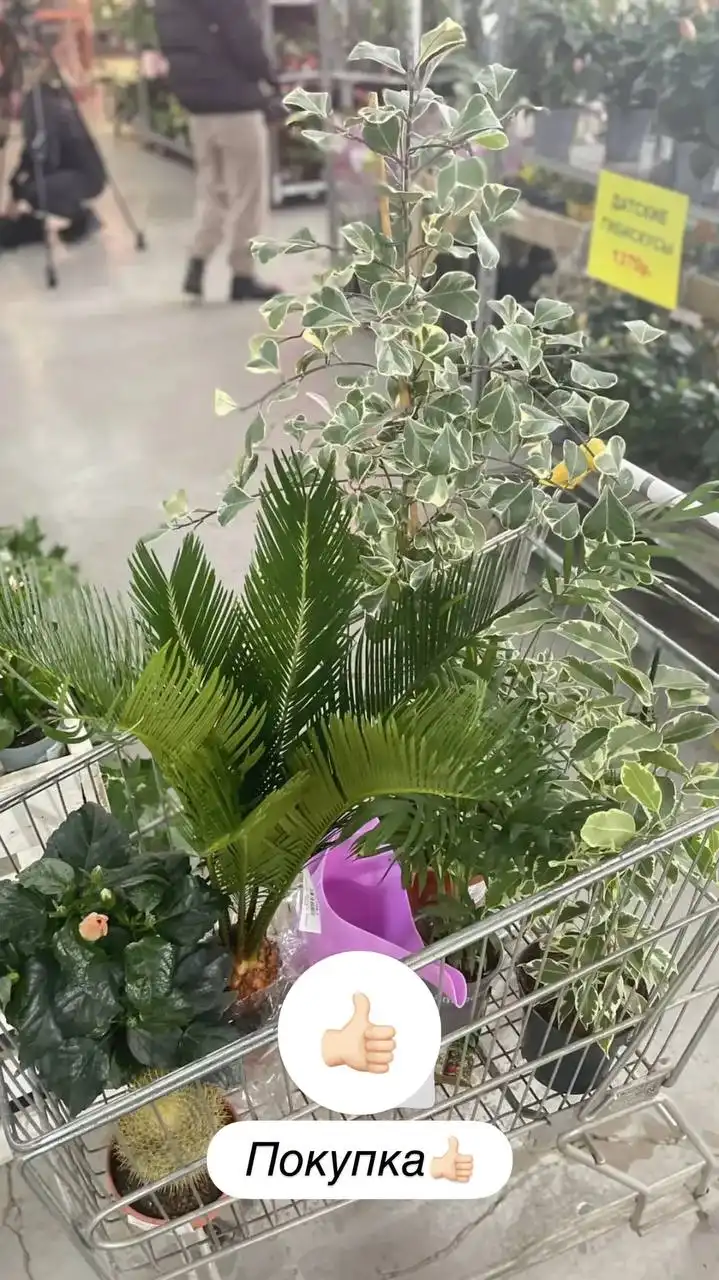 Платицериум Гранде в наличии - Комнатные растения (Хобби и отдых) в Ростов-на-Дону