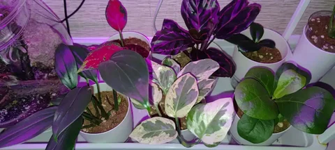 Китайские черенки растений - Рукоделие в Ростов-на-Дону