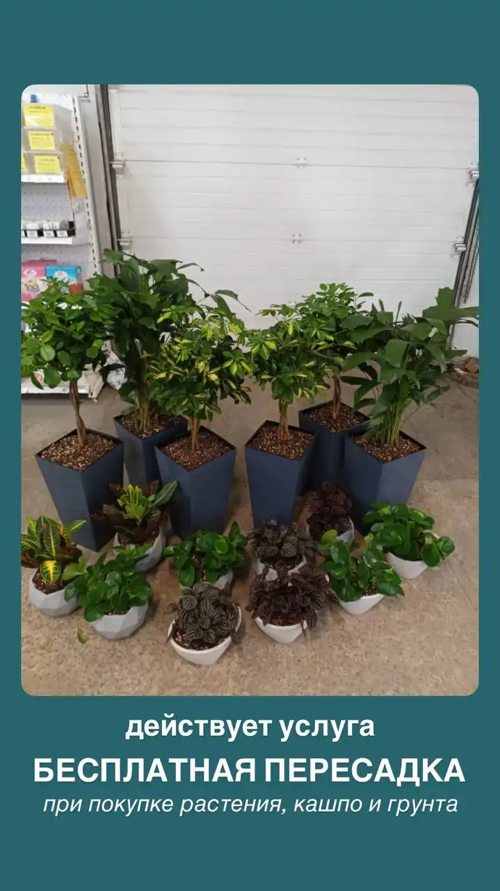 Комнатные и уличные растения во Флориссима - Прочее в Ростов-на-Дону