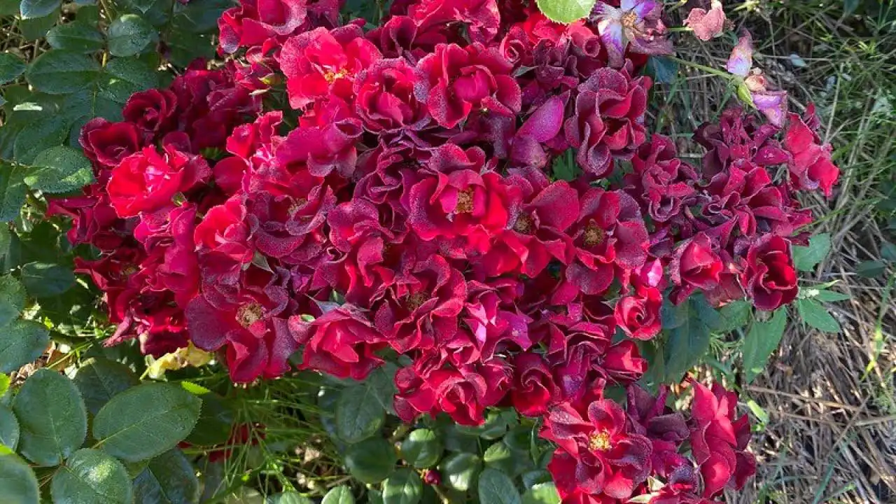 Розы сорта Нуар Дезир - Хобби и отдых в Ростов-на-Дону