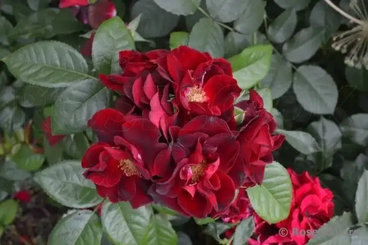 Розы сорта Нуар Дезир - Растения (Хобби и отдых) в Ростов-на-Дону