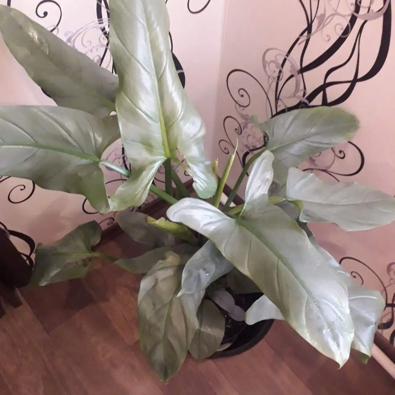 Растения комнатные и уличные в Ростове-на-Дону - Растения (Хобби и отдых) в Ростов-на-Дону