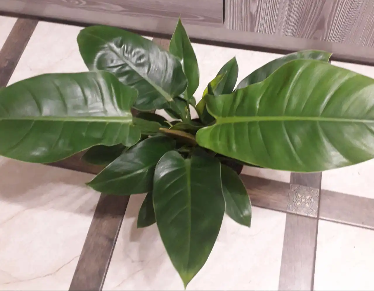 Растения комнатные и уличные в Ростове-на-Дону - Растения (Хобби и отдых) в Ростов-на-Дону