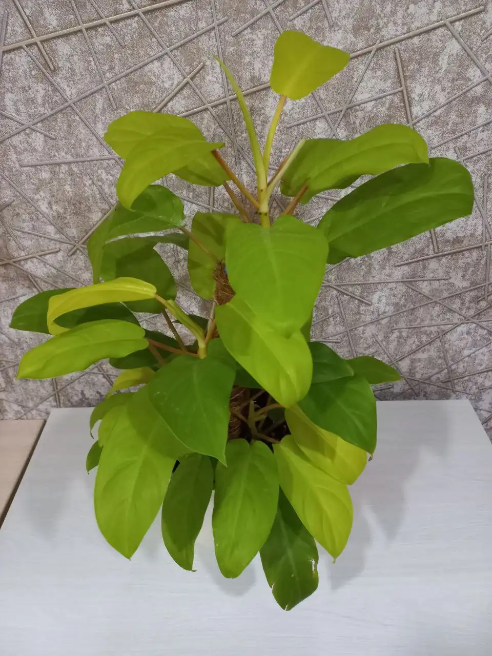 Растения комнатные и уличные в Ростове-на-Дону - Растения (Хобби и отдых) в Ростов-на-Дону