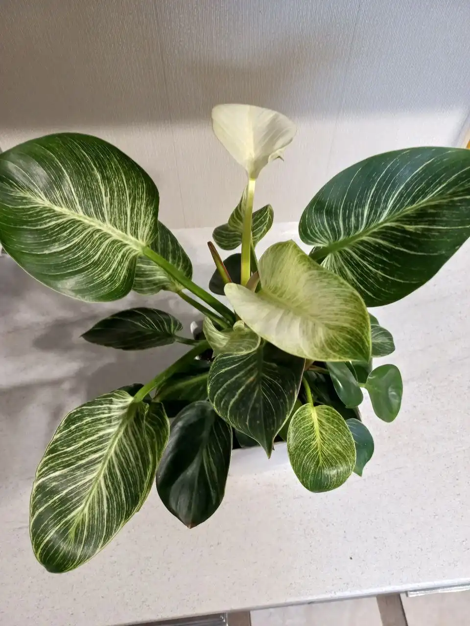 Растения комнатные и уличные в Ростове-на-Дону - Растения (Хобби и отдых) в Ростов-на-Дону