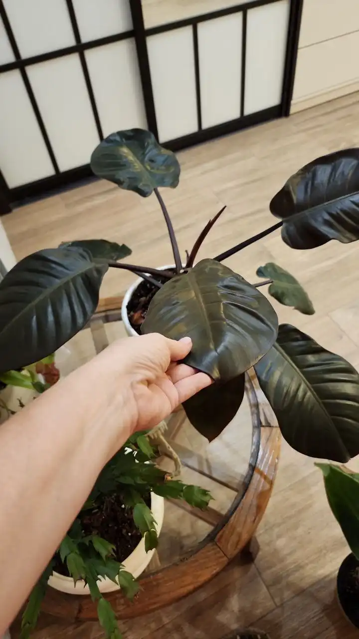 Продажа комнатных растений Империал Грин и Блэк Кардинал - Комнатные растения (Хобби и отдых) в Ростов-на-Дону